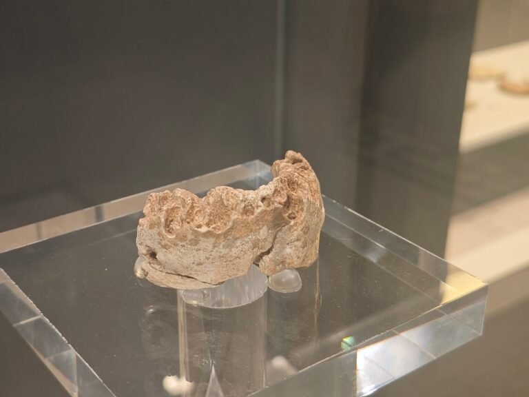 Fragmento de mandíbula de neandertal hallado en la Cova del Gegant de Sitges, expuesto en el Museu d’Arqueologia de Catalunya